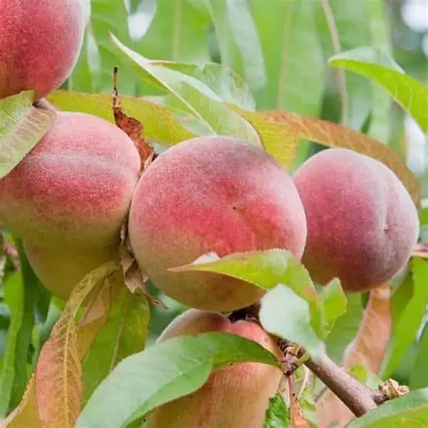 Pêches reine des vergers